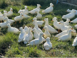 Miniature White Crested Call Ducks